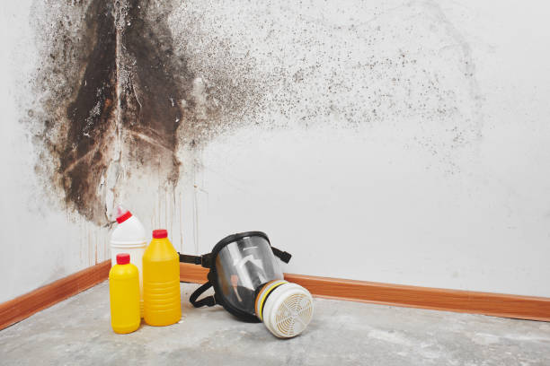 Best Mold Removal and Inspection  in Little Chute, WI