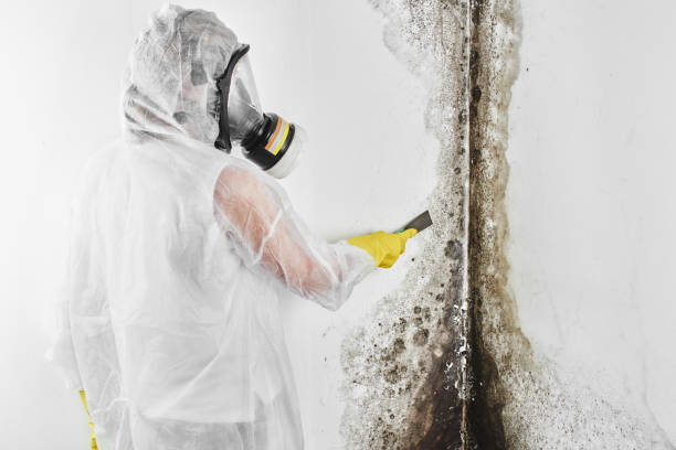 Best Mold Damage Repair  in Little Chute, WI