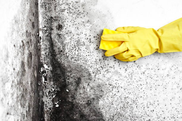 Best Commercial Mold Removal  in Little Chute, WI