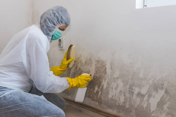 Best Attic Mold Removal  in Little Chute, WI