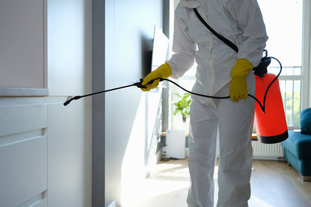 Best Mold Removal Specialists  in Little Chute, WI