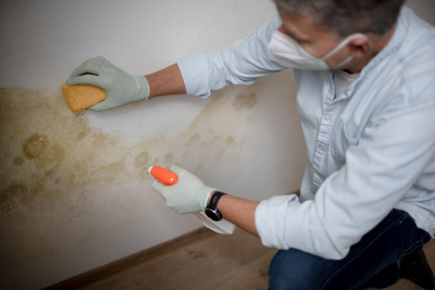 Best Mold Removal Company Near Me  in Little Chute, WI