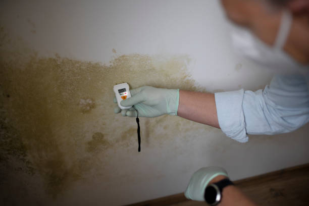 Best Residential Mold Removal  in Little Chute, WI