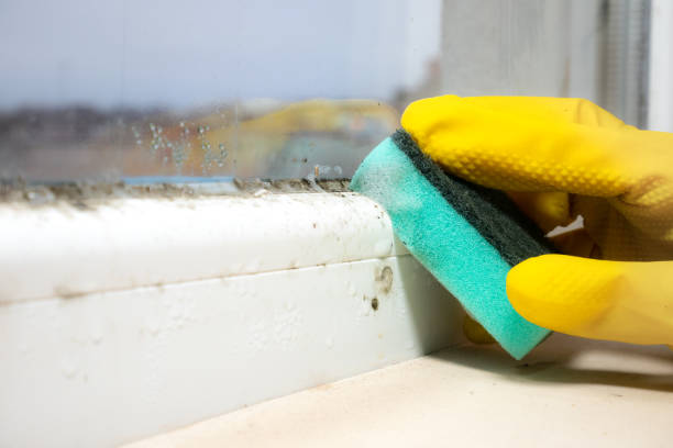 Best Black Mold Removal  in Little Chute, WI