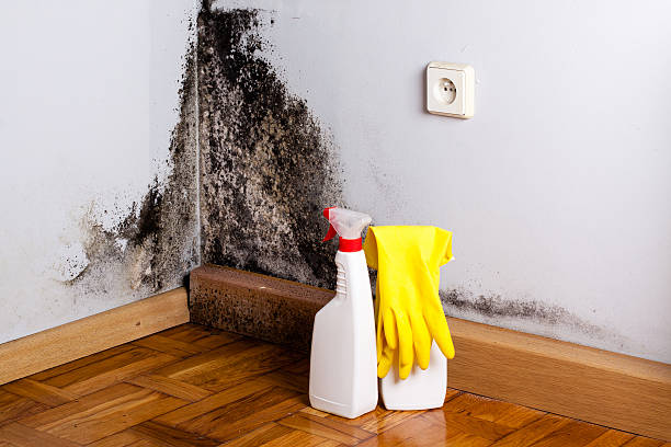 Professional Mold Removal in Little Chute, WI