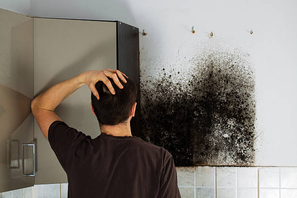 Best Residential Mold Removal  in Little Chute, WI