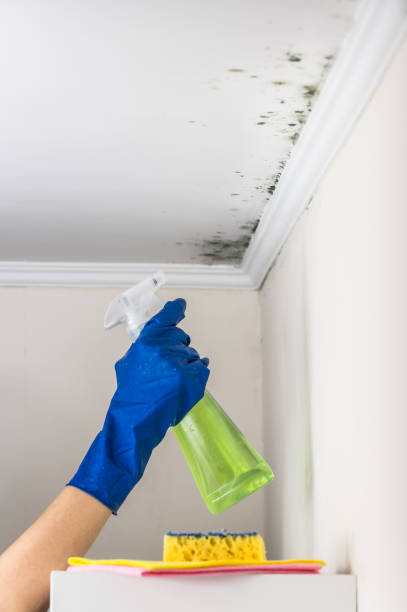 Mold Removal and Inspection in Little Chute, WI